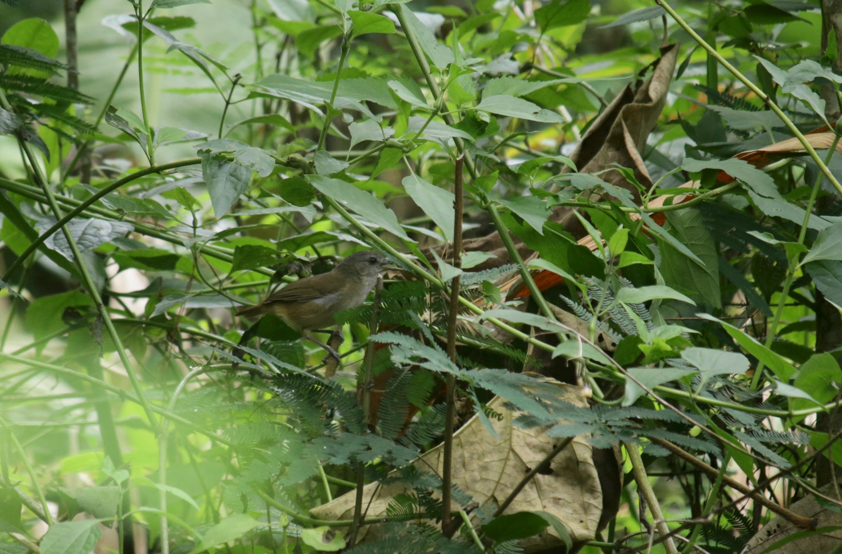 Pelanduk semak | Malacocincla sepiaria