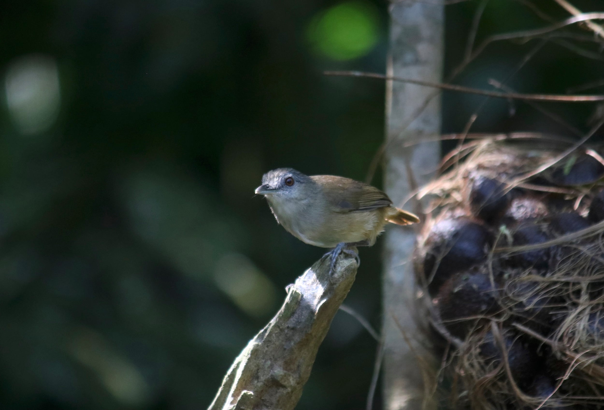 Pelanduk semak | Malacocincla sepiaria