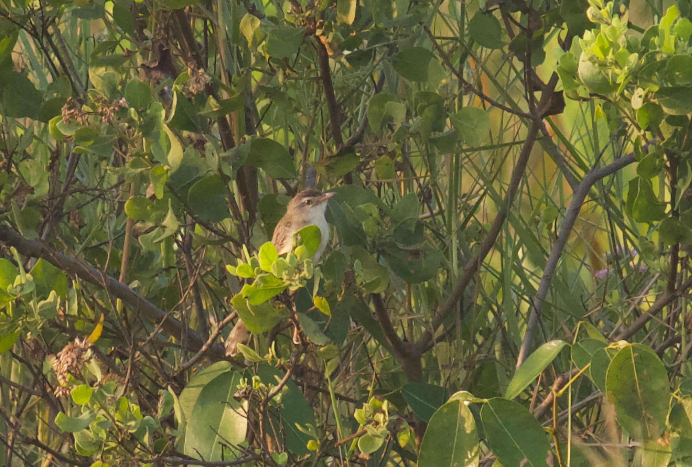 Perenjak padi | Prinia inornata