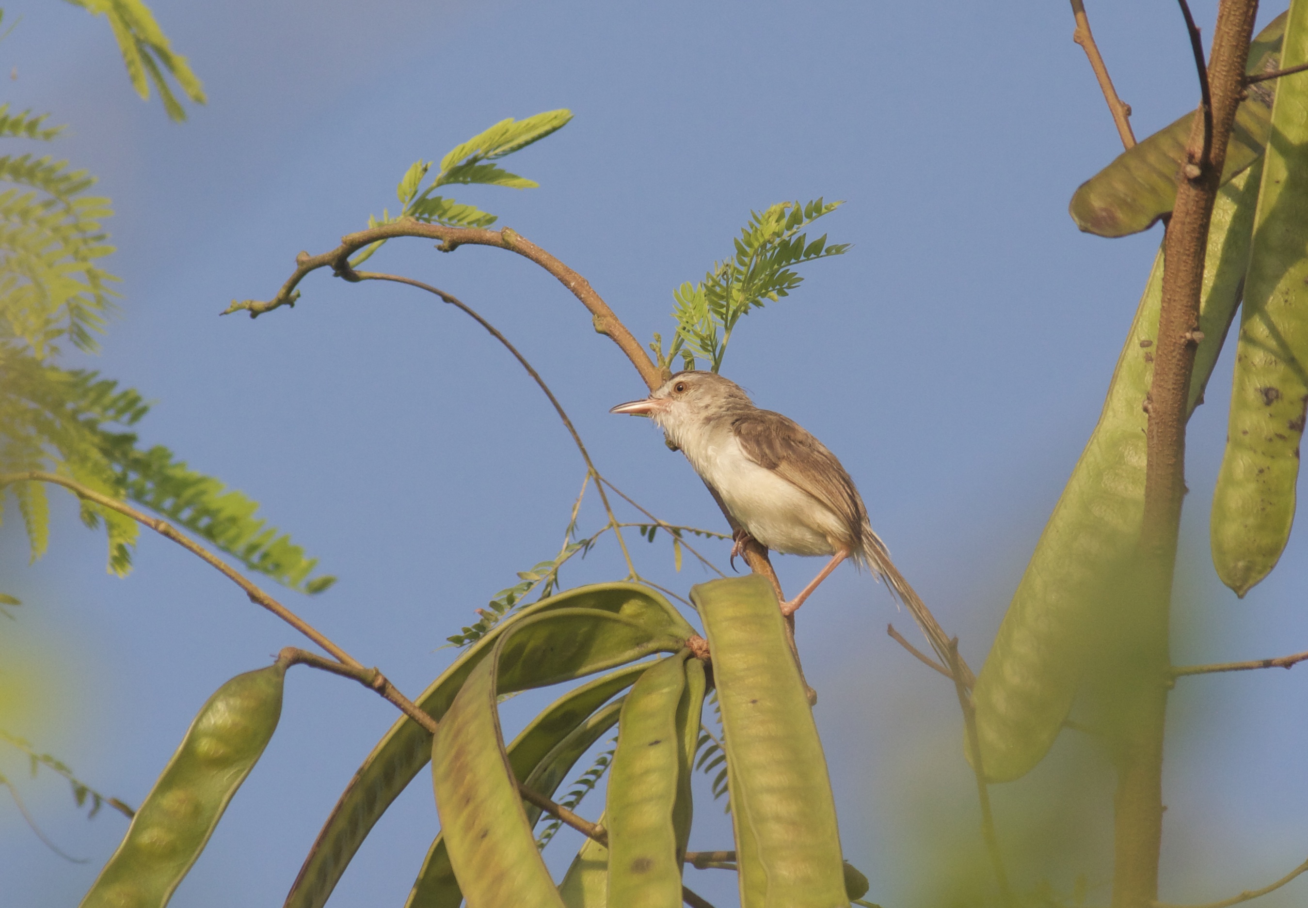 Perenjak padi | Prinia inornata