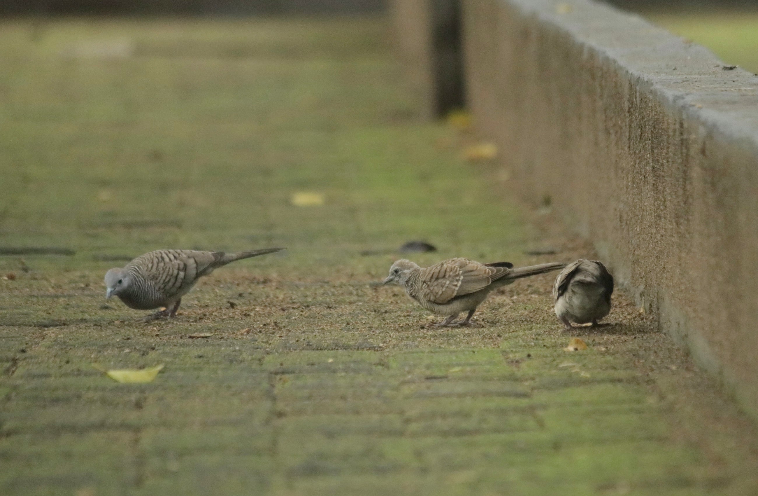 Perkutut jawa | Geopelia striata