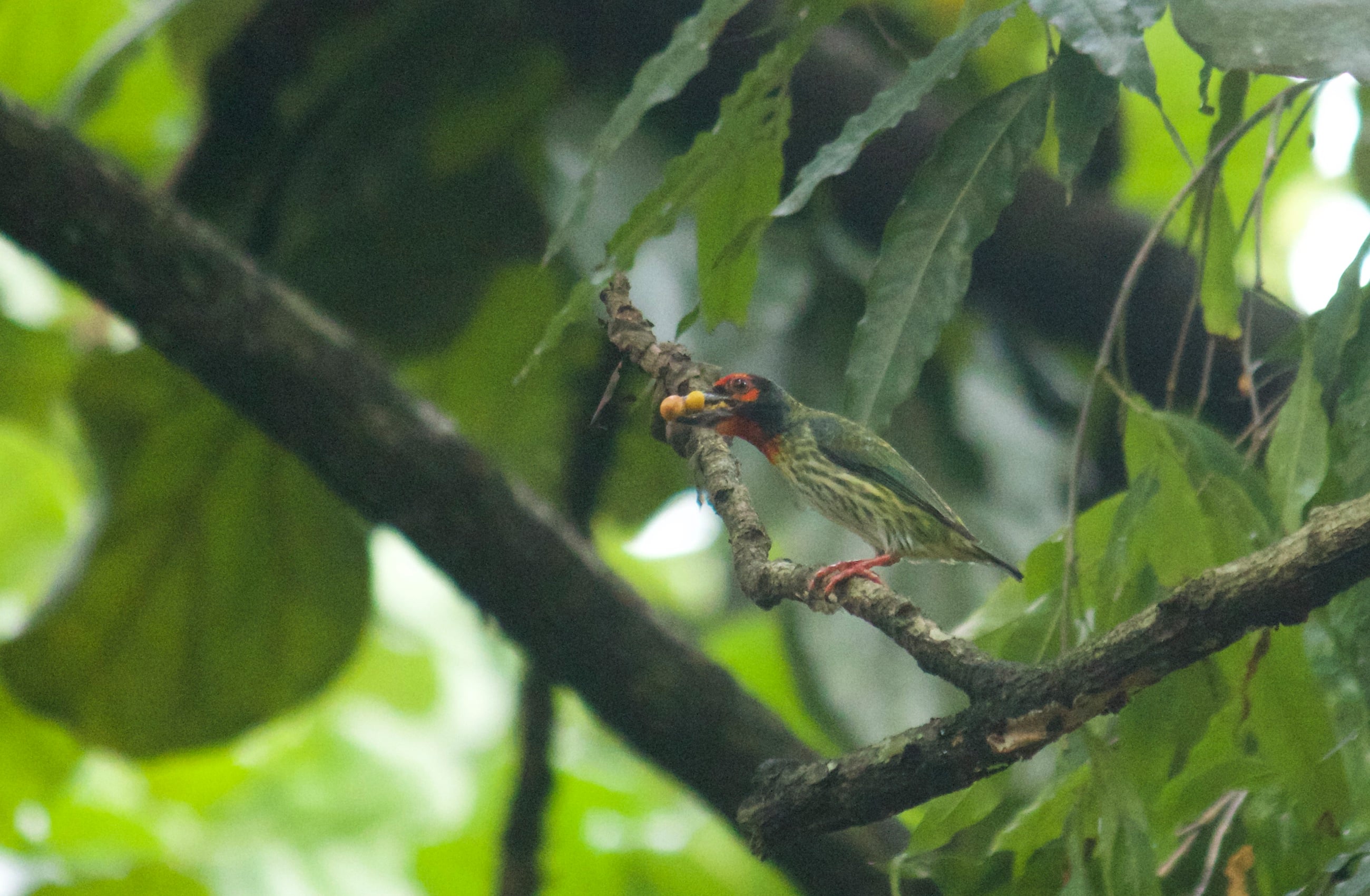 Takur ungkut-ungkut | Psilopogon haemacephalus
