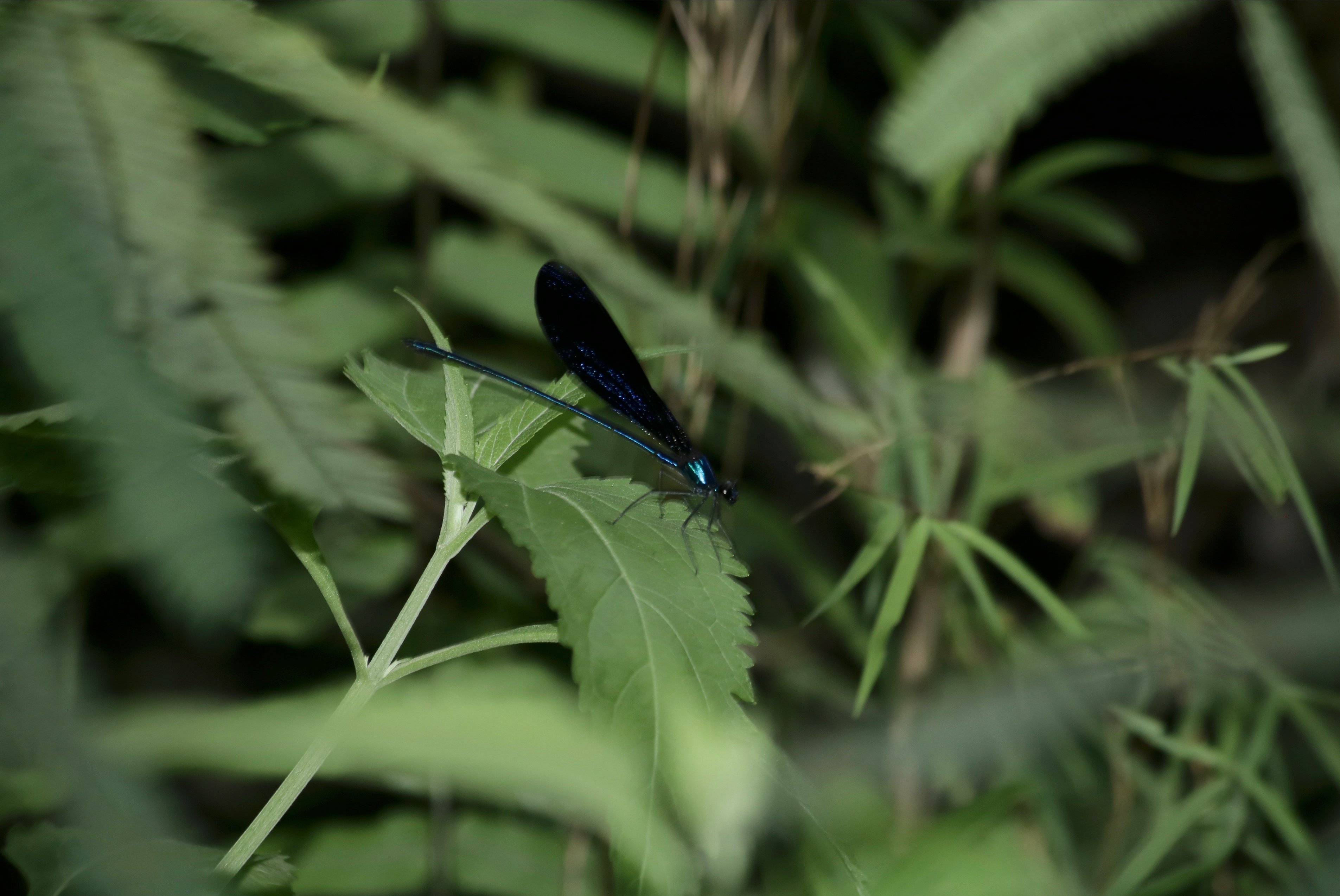 Vestalis luctuosa | Capung biru metalik