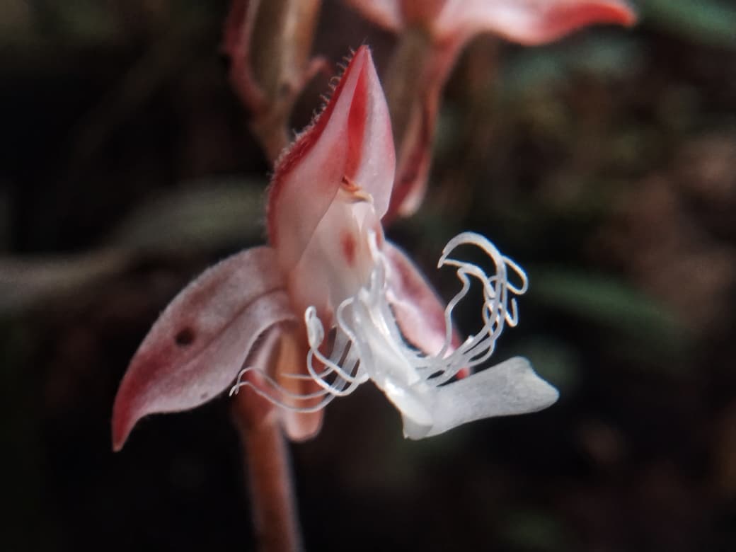 Anggrek Permata – Anoectochilus reinwardtii