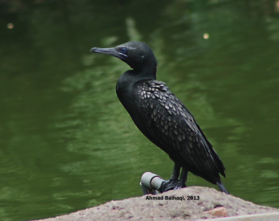 Phalacrocorax sulcirostris/ Little Black Cormorant/Pecuk padi hitam