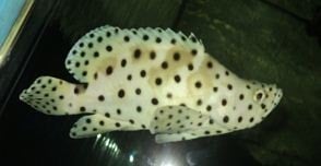 Ikan Kerapu tikus