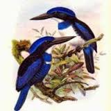 Cekakak Biru-putih