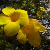 Allamanda cathartica / Bunga Alamanda