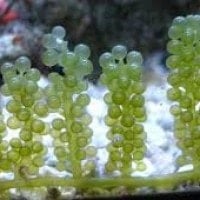 Alga hijau (Ganggang hijau)