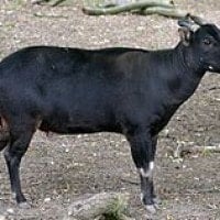 Anoa Dataran Rendah