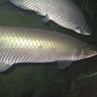 Arapaima (paiche)