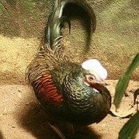 Ayam hutan hijau
