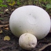Jamur Bola Raksasa
