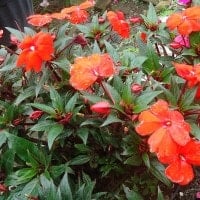 SunPatiens