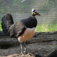 Burung Maleo