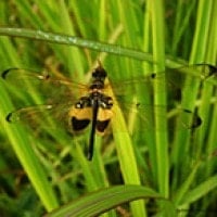 Rhyothemis phyllis