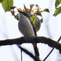 Jingjing Batu (Black-winged Flycatcher-shrike)