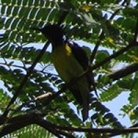 Burung-madu Kelapa (Plain-throated Sunbird)