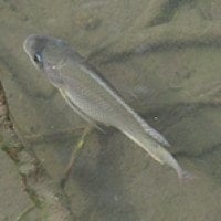 Ikan Mujair