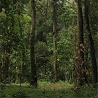 Hutan Tritis Taman Nasional Gunung Merapi
