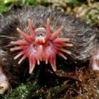 Tikus Mondok Hidung Bintang