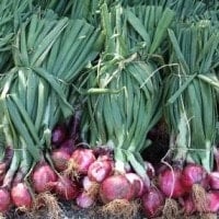 Daun Bawang