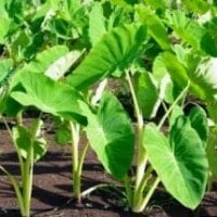 Talas (daun talas)