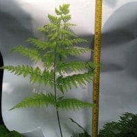 paku davallia denticulata
