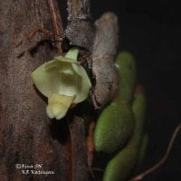 Anggrek Dendrobium leonis