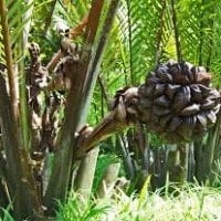Nipah