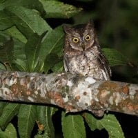 Burung Hantu √¢‚Ç¨≈ìCelepuk√¢‚Ç¨¬ù Rinjani