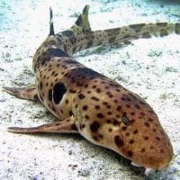 Ikan Hiu Karpet Berbintik