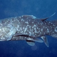 Ikan Coelacanth