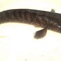 Gabus, si Ikan Predator Air Tawar