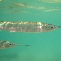 ikan julung – julung