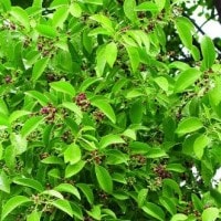 Jambu bol