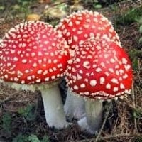 Mengenali Ciri-ciri jamur Beracun