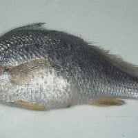 Small-mouth croaker