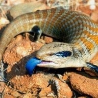 Kadal Lidah Biru
