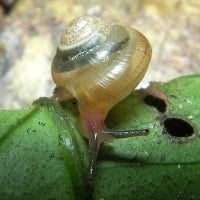 kaliella punctata (tambuyukon) (photo liew)
