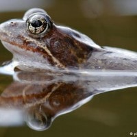 Ada katak yang melahirkan?