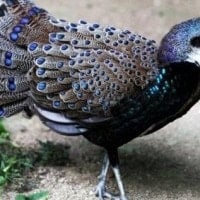 Merak kerdil atau Kuau-kerdil malaya