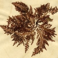 Laurencia brongniartii