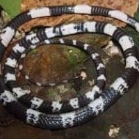 Penemuan Spesies Ular Baru di Sumatra