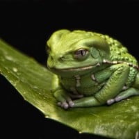 Katak pohon monyet lilin