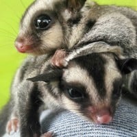 Sugar Glider