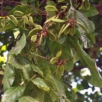 Malapari (Simeuleu)