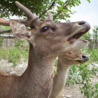Rusa Timor / Cervus timorensis