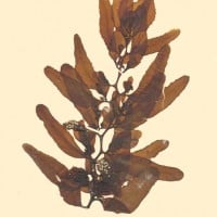Sargassum cinerium