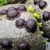 Sirap landak, Landak Helm, Babi laut bertudung